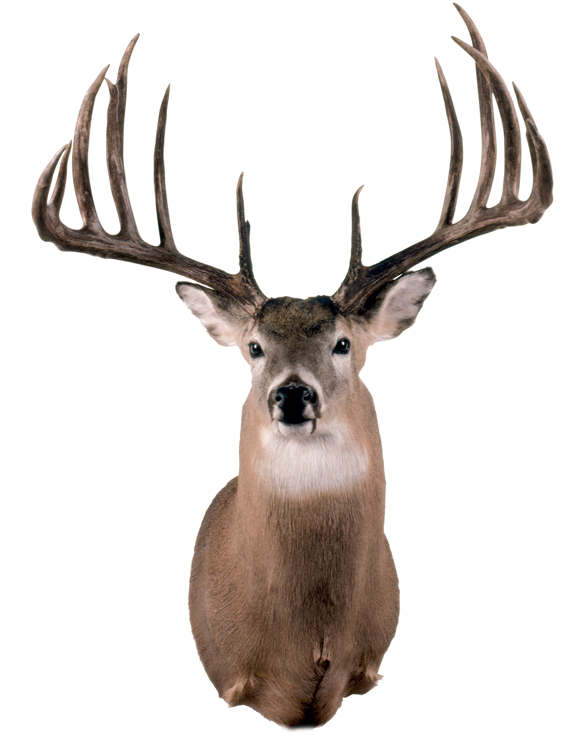 Record Typical B&C Deer